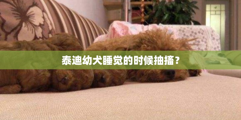 泰迪幼犬睡觉的时候抽搐？