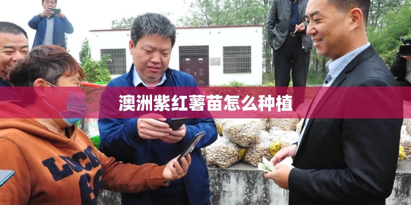 澳洲紫红薯苗怎么种植