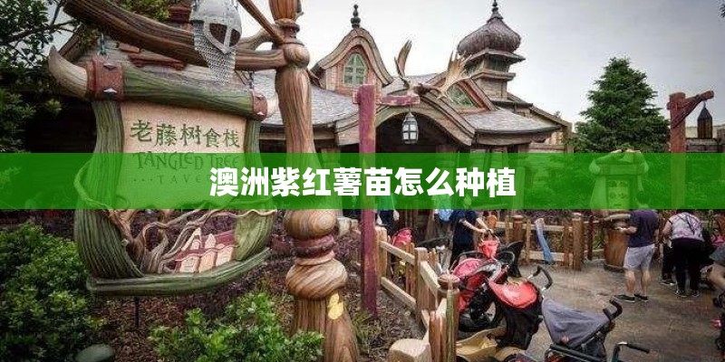 澳洲紫红薯苗怎么种植 澳洲紫红薯苗怎么种植