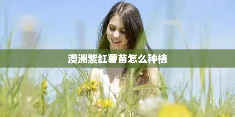 澳洲紫红薯苗怎么种植 澳洲紫红薯苗怎么种植