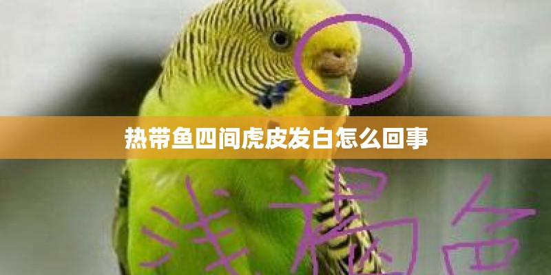 热带鱼四间虎皮发白怎么回事