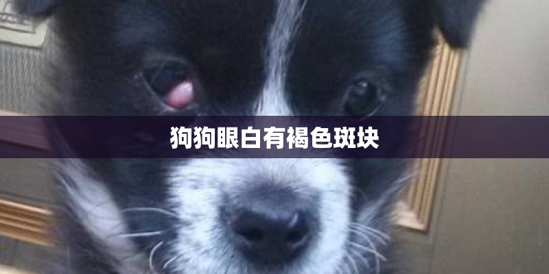 狗狗眼白有褐色斑块