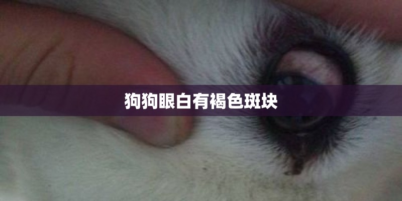 狗狗眼白有褐色斑块