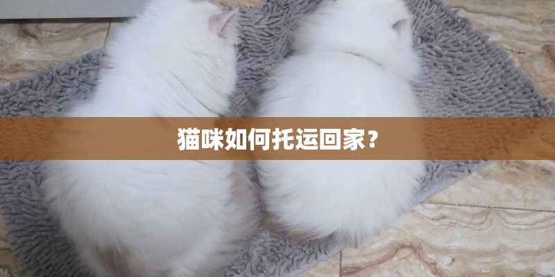 猫咪如何托运回家？