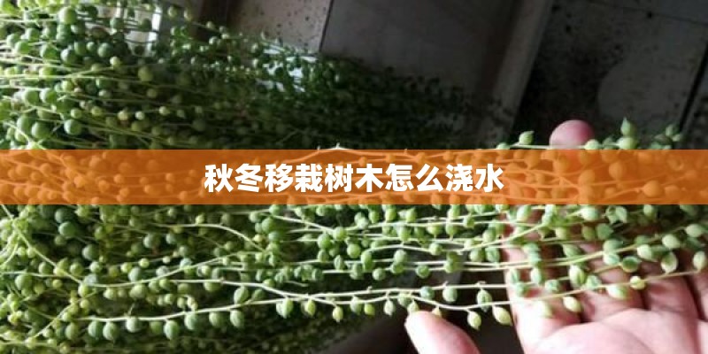秋冬移栽树木怎么浇水 秋冬移栽树木怎么浇水