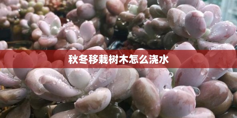 秋冬移栽树木怎么浇水 秋冬移栽树木怎么浇水