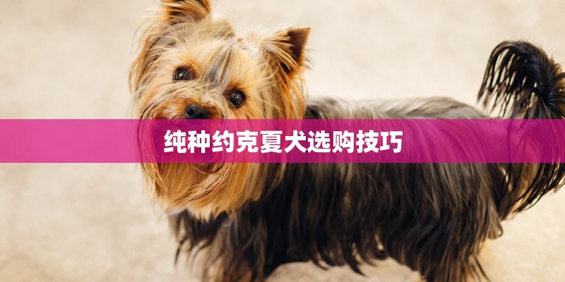 纯种约克夏犬选购技巧 纯种约克夏犬选购技巧