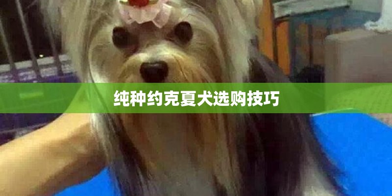 纯种约克夏犬选购技巧 纯种约克夏犬选购技巧