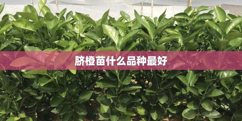 脐橙苗什么品种最好 脐橙苗什么品种最好