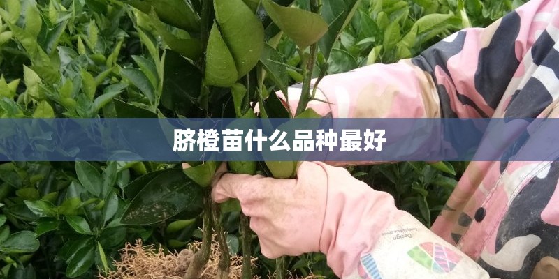 脐橙苗什么品种最好 脐橙苗什么品种最好