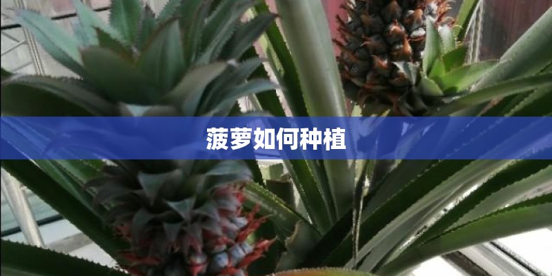 菠萝如何种植 菠萝如何种植