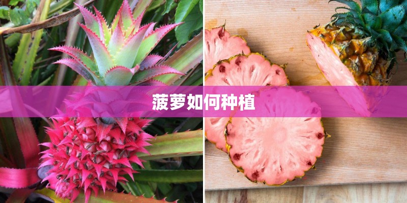 菠萝如何种植 菠萝如何种植