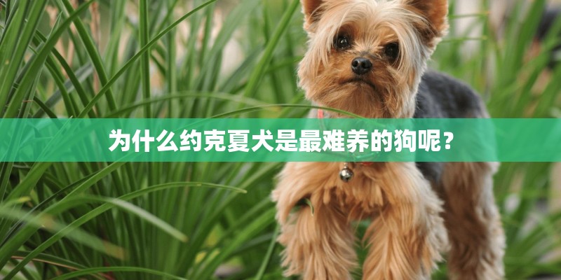 为什么约克夏犬是最难养的狗呢？
