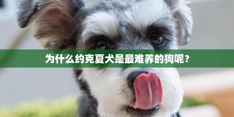 为什么约克夏犬是最难养的狗呢？